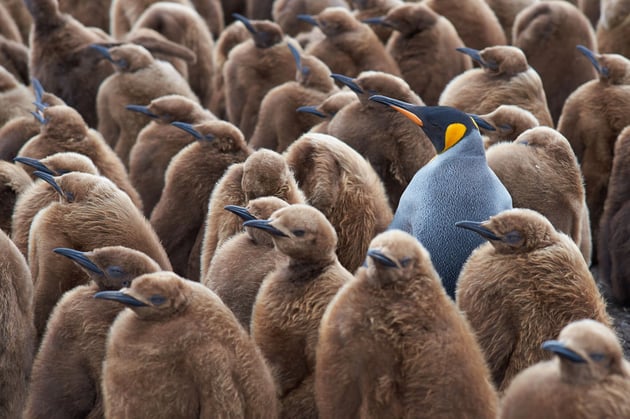 King penguin.jpeg