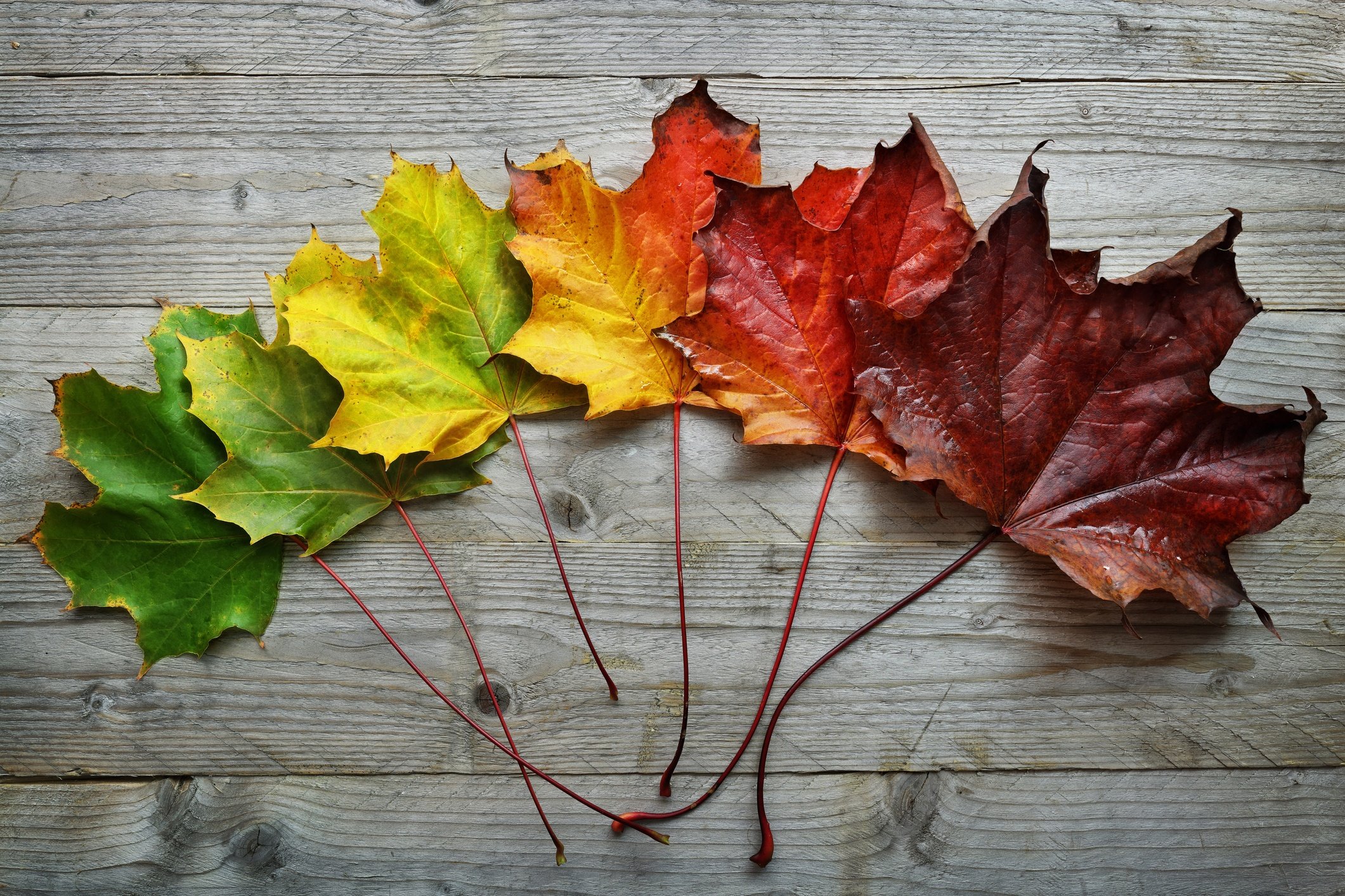 Autumn-Maple-leaf-transition-593330056_2125x1416.jpeg